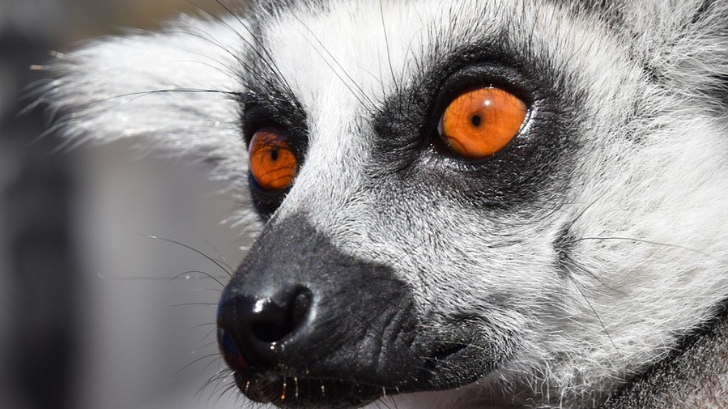 Var Robin Williams Lemurens röst på Madagaskar