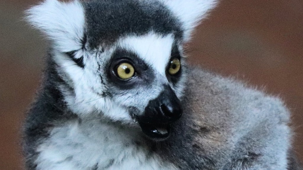 Vilka är de farligaste djuren på Madagaskar
