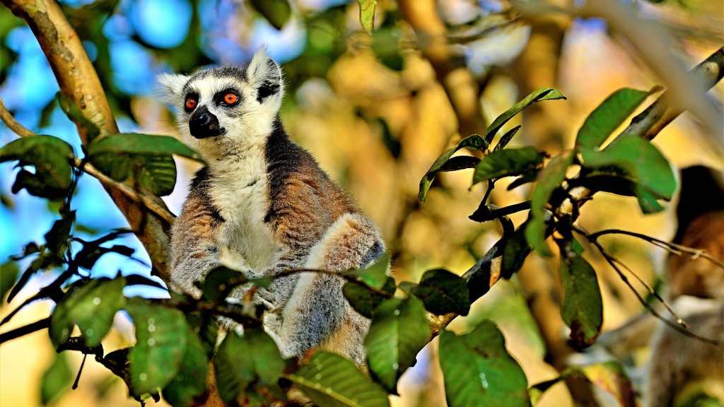 Vilka landformer finns på Madagaskar